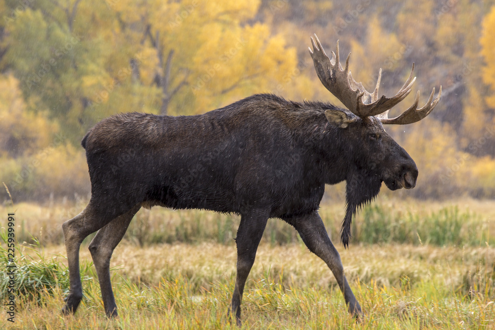 Wall mural bull moose in the rain