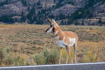 Pronghorn on the roadside