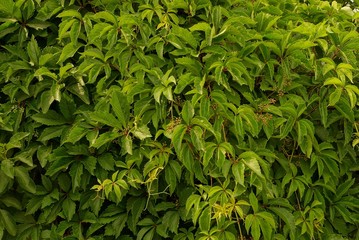 green plant texture of green leaves and branches