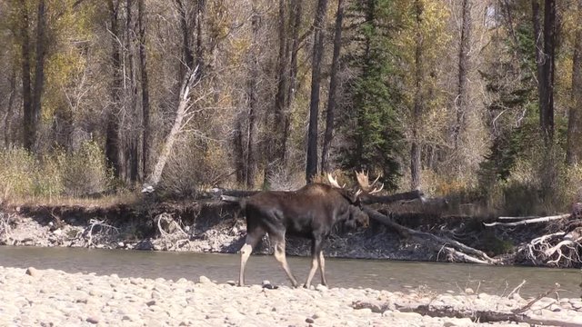 Bull Shiras Moose During the Fall Rut