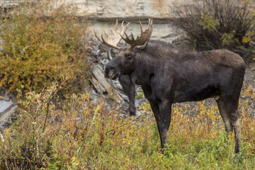 Moose Bull