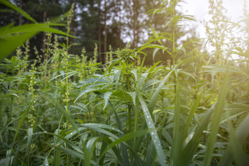 fields of industrial hemp  