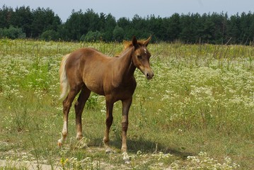 a little brown horse stands in green grass and flowers