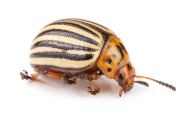 Colorado Potato Beetle isolated on white background