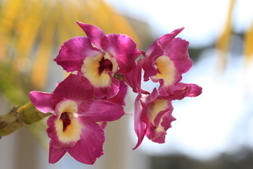 Pink And Yellow Orchid