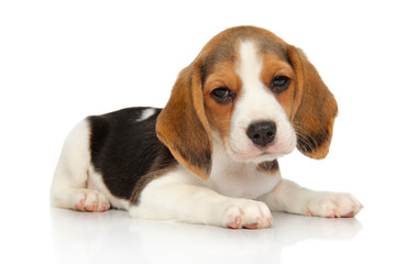 Puppy and kitten on a white background