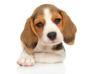 Puppy and kitten on a white background