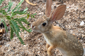 Naklejka na ściany i meble Cute desert cottontail rabbit eating mesquite tree branches.