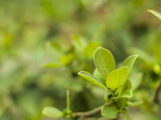 Plantinha