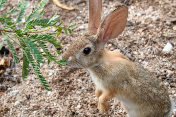 Cottontail rabbit eating mesquite branches