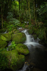 Fototapeta premium Forest Stream