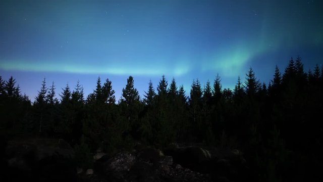 Aurora borealis over moonlit forest treeline, Heidmork Iceland.mov