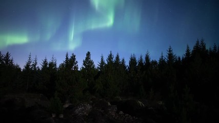 Bright active Aurora borealis over pine tree forest, Heidmork Iceland.mov