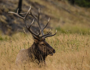 Elk in Yellowstone A7633