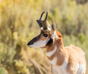 Wyoming Antelope A6939