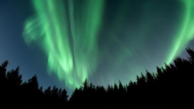 Brilliant full sky aurora borealis over forest treeline silhouettes, Heidmork Iceland.