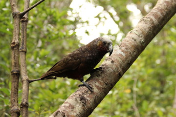 Kaka in New-Zealand