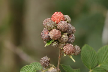 berries of raspberry on tree