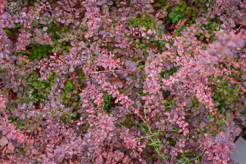 Abstract background of branches with purple leaves