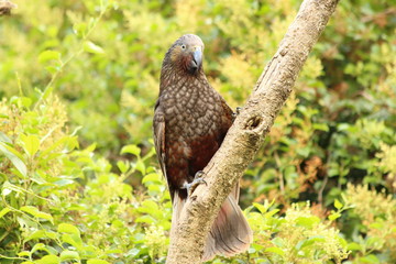 Kaka in New-Zealand
