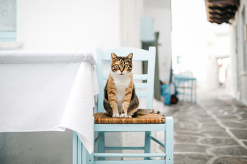 Cat sitting on a chair in Naussa, Paros island, Greece