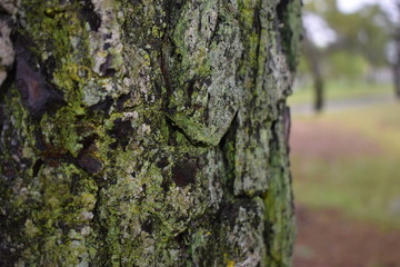 bark of a tree