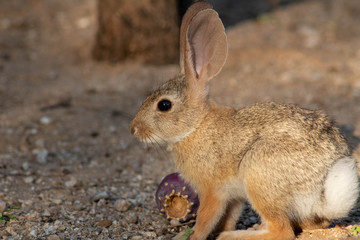 Naklejka na ściany i meble Baby desert cottontail rabbit eating a red prickly pear cactus fruit on the sand. Tucson, Arizona. Summer of 2018.