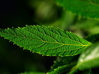 Leaf micro details under the sunlight light and shadows