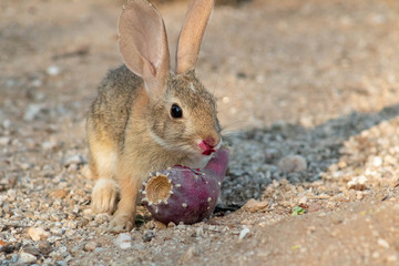 Baby desert cottontail rabbit eating a red prickly pear cactus fruit on the sand. Tucson, Arizona. Summer of 2018.