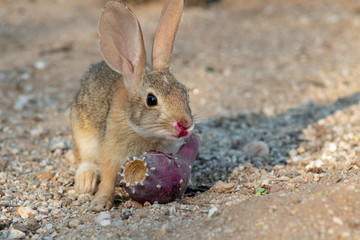 Baby desert cottontail rabbit eating a red prickly pear cactus fruit on the sand. Tucson, Arizona. Summer of 2018.