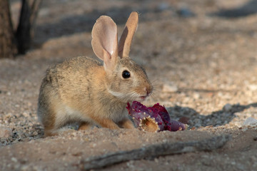 Naklejka na ściany i meble Baby desert cottontail rabbit eating a red prickly pear cactus fruit on the sand. Tucson, Arizona. Summer of 2018.