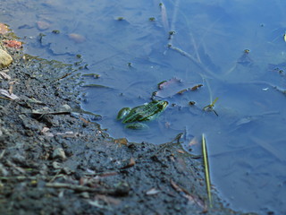Frog waiting cornef of the pond