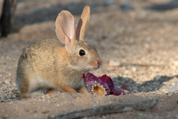 Baby desert cottontail rabbit eating a red prickly pear cactus fruit on the sand. Tucson, Arizona....