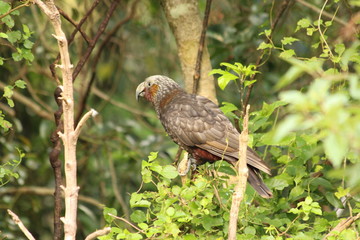 New Zealand Kaka