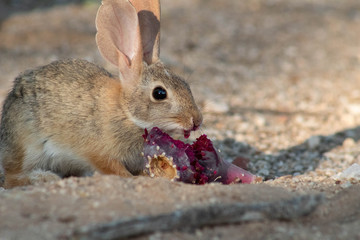 A desert cottontail rabbit, Sylvilagus audubonii, eating a red prickly pear cactus fruit in the Sonoran Desert. A cute bunny, enjoying a meal from cacti. Pima County, Tucson, Arizona, USA.