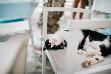 Cat is laying on a chair, Paros island, Greece