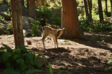 Nature éveillée  