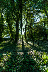 Obraz premium path in the forest