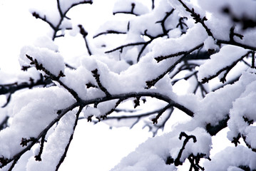 Snowy Branch