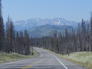 Winding road boardered by burned out young trees at the Grand Teton National Park in Wyoming.