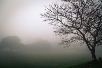 The silhouette of a tree with a fgreen and oggy background