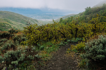 Hiking Trail Going into a Scrub Oak Forest on a Mountain Top