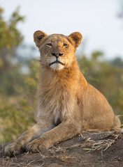 Fototapeta na wymiar Young male lion looking at camera with a perfect upright posture - image captured in the Greater Kruger National Park
