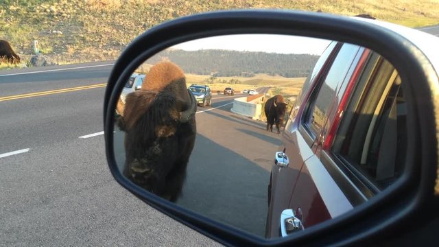 A bison pauses to sniff a car before crossing the road and rejoining the rest of the herd.