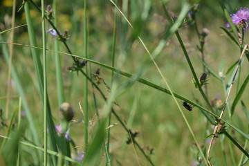 grass on a green background