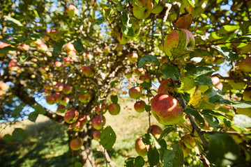 Apple trees ready to harvest