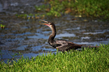 Anhinga (Anhinga anhinga)