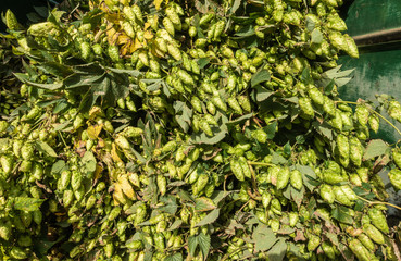 Fototapeta na wymiar Proven, Flanders, Belgium - September 15, 2018: Closeup of load of just harvested hops plant strings full of cones. Fifty shades of green.