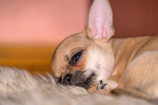 Chihuahua puppy is tired and resting on a soft sheepskin carpet