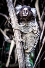 Brazilian Monkey (Sagui)